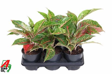 Aglaonema Night Sparkle