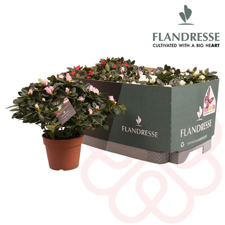 Azalea Flandresse Mix 3x2