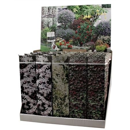 Climbing Plants Pergola Mix