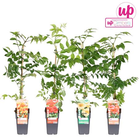 Campsis Mix (grafted)
