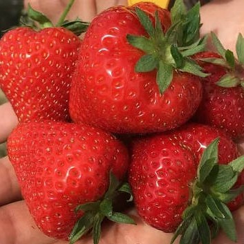 Земляника Нанди