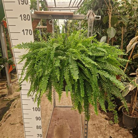Nephrolepis Green Lady Hang