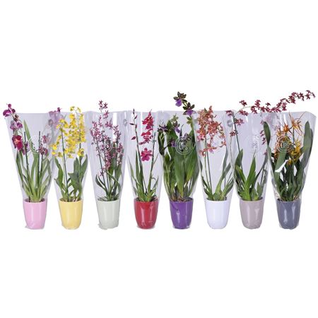 Orchid 2st Mix Coloured Ceramic (morelips)