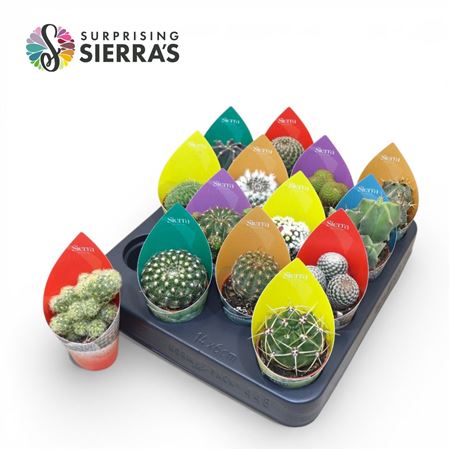 Cactus Mix Deluxe Sierra Surprise