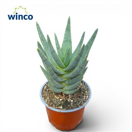 Aloe Digitoma