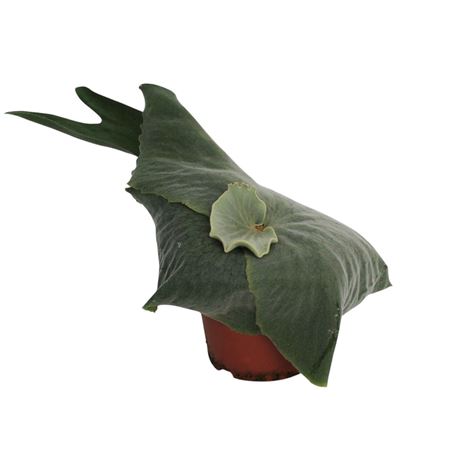 Platycerium Superbum
