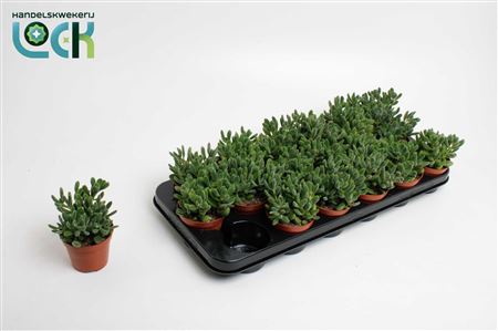 Crassula Rogersii