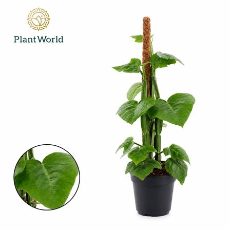 Cissus Quadran Mosspole