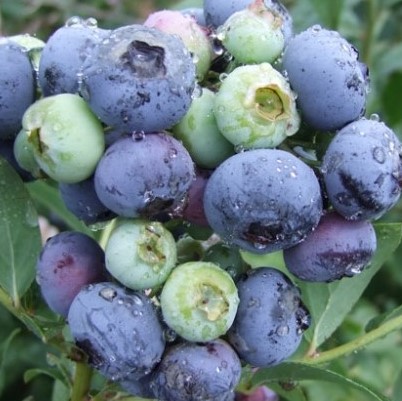 Голубика высокорослая Дарроу