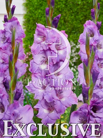 Гладиолус крупноцветковый Амор Фати