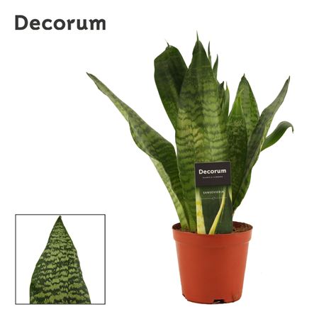 Sansevieria Super Green (decorum)