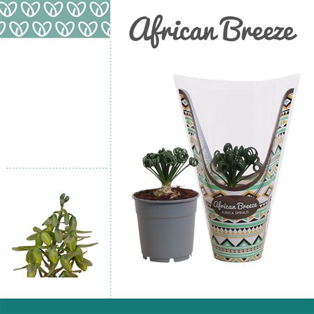 Albuca Spiralis Frizzle Sizzle In Sleeve