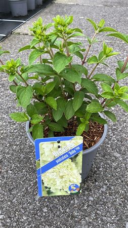Hydrangea Pan Bobo