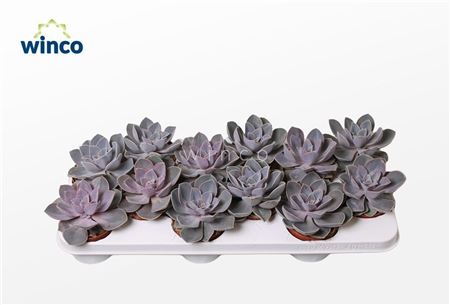 Echeveria Pearl Von Neurenberg Xl