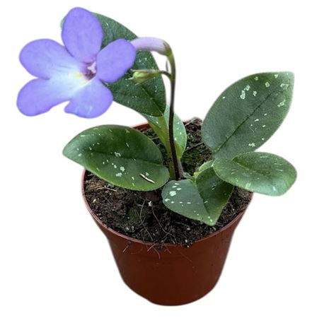 Michaelmoelleria Vietnamensis