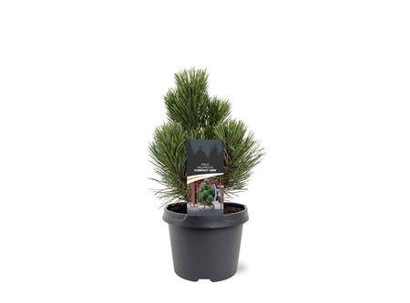 Pinus Heldreichii Compact Gem