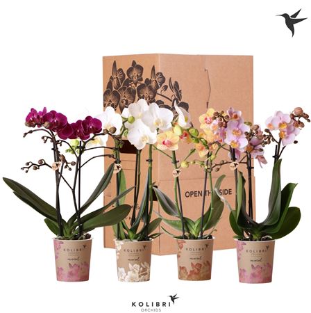 Phal 2st Mix 22+ Potcover (ok)