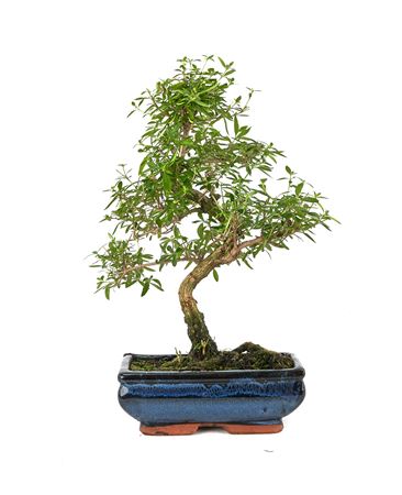 Bonsai Serissa Phoetida S-shape (indoor Bon