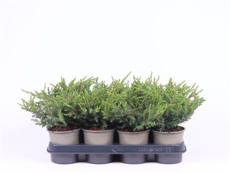 Juniperus Communis Repanda