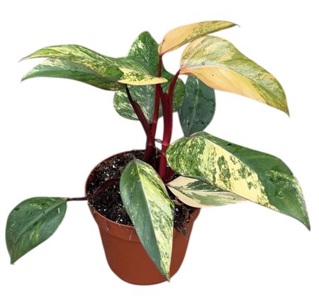 Philodendron Strawberry Shake