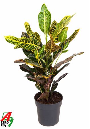 Codiaeum Excellent 1pp