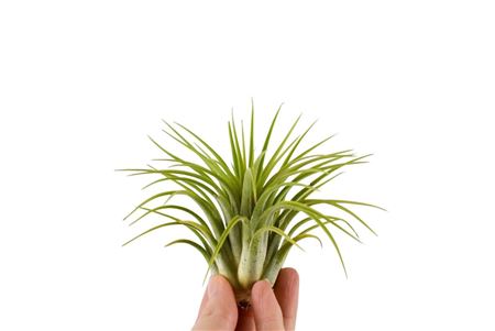 Tillandsia Ionantha Groen Xl