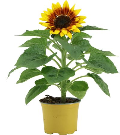 Helianthus Sunsation Flame