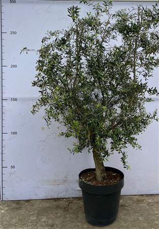 Olea Europaea In Deco Pot