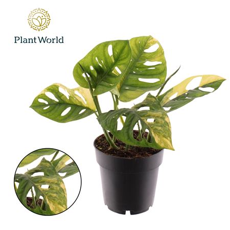 Monstera Variegated Aurea