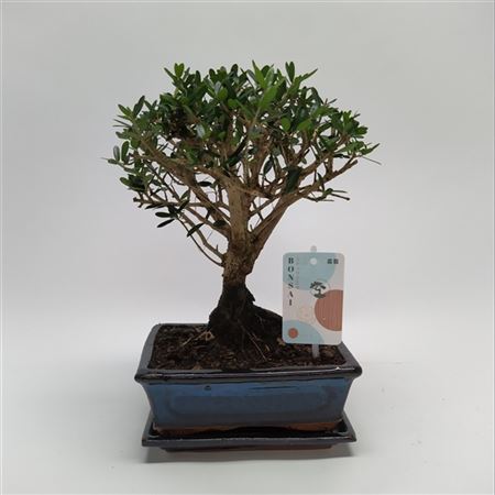 Bonsai Olea Sylvestris Traditional