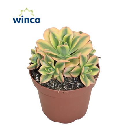 Aeonium Starburst