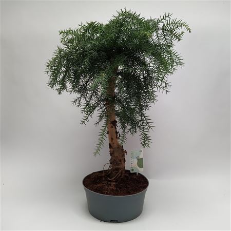 Araucaria Cunninghamii Bonsai