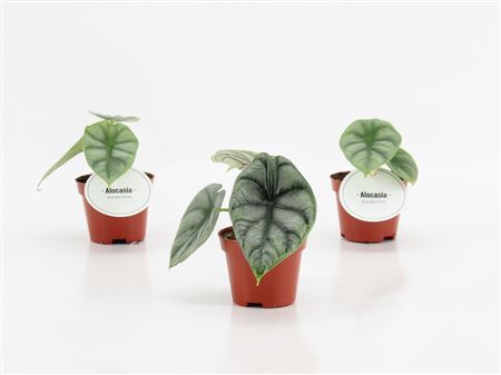 Alocasia Silver Dragon