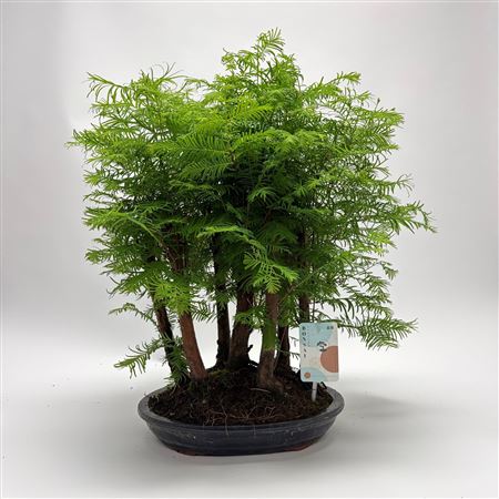 Metasequoia Forest 'round'