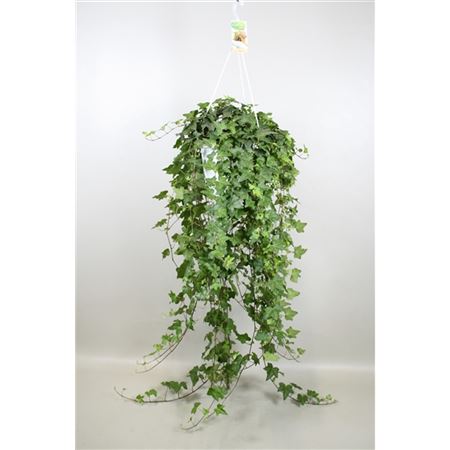Hedera Pittsburgh Hangpot
