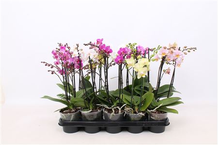 Phal Multi 2st Mix Excellent 22+ (pannekoek)