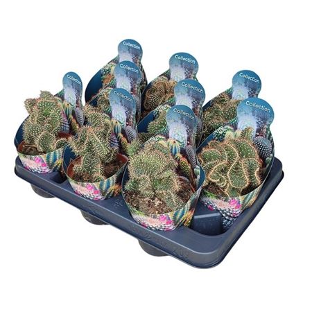 Opuntia Fulgida Crestata Potcover