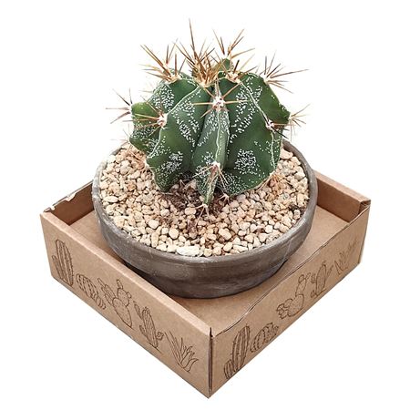 Astrophytum Ornatum In Terracotta