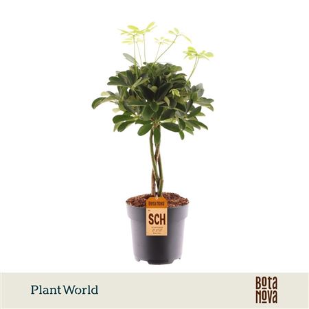 Schefflera Nora Twisted