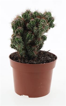 Cereus Peruvianus Monstrosus Bruin