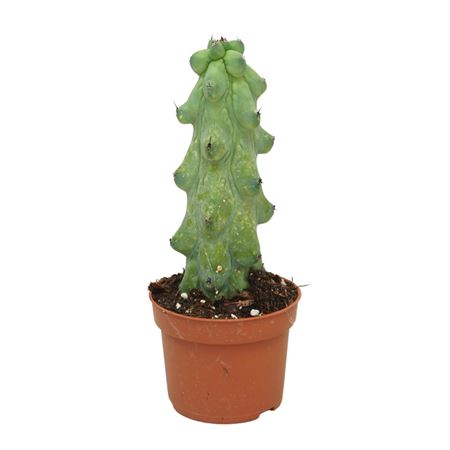 Myrtillocactus Boobie