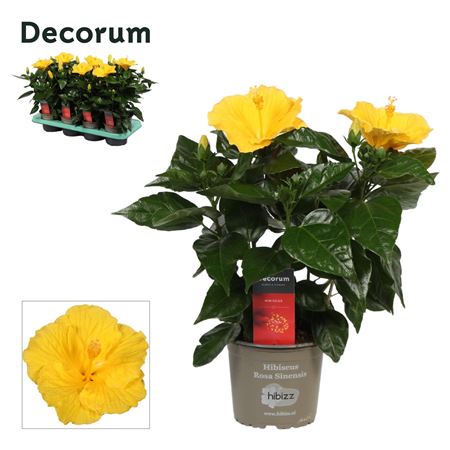 Hibiscus Aura Yellow (decorum)