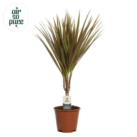 Drac Bicolor 15cm Stem