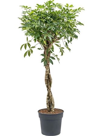 Schefflera Gold Capella Twsted Stem