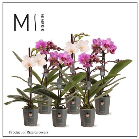 Phal Mini 1st Mix 8+ (mimesis)