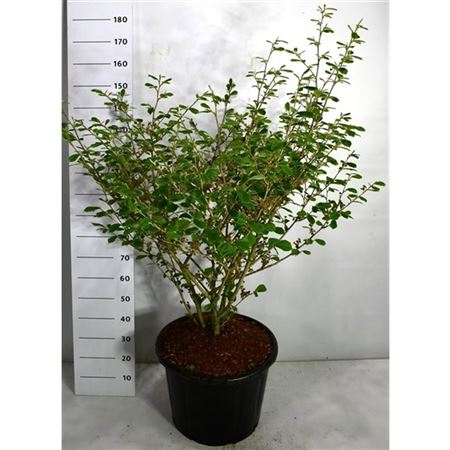 Hamamelis Int Arnold Promise