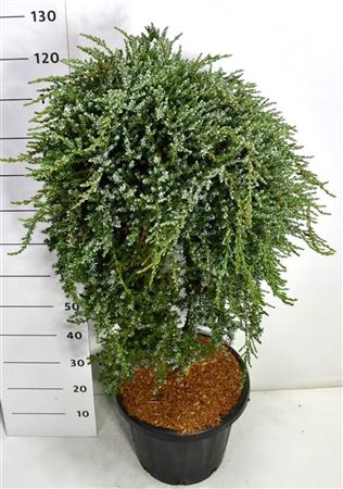 Juniperus Comm Saxatilis