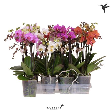 Phal Kolibri Mix 3st No Label