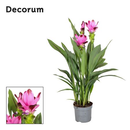 Curcuma Siam Splash 2+ (decorum)