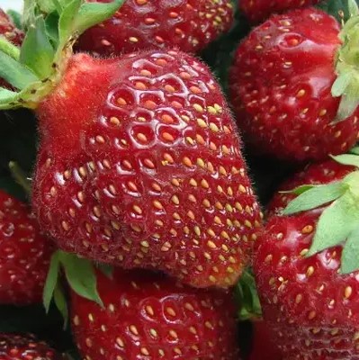 Земляника Фейерверк